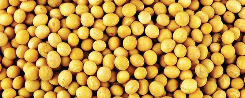 延豆6号大豆品种简介，属中熟品种