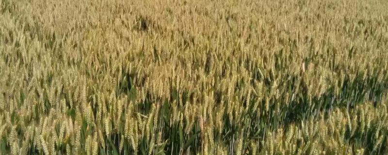 西农836小麦种子简介，该品种属半冬性中熟品种