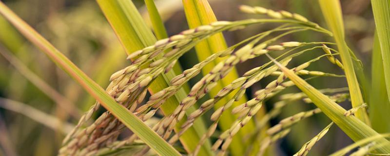 万太优美占水稻品种简介，注意病虫害综合防治