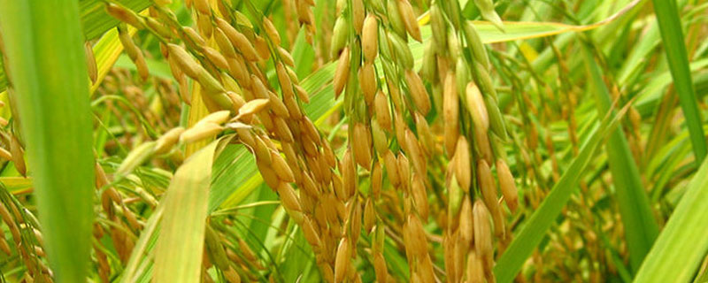 扬籼优713水稻种子简介，早稻全生育期123.0天