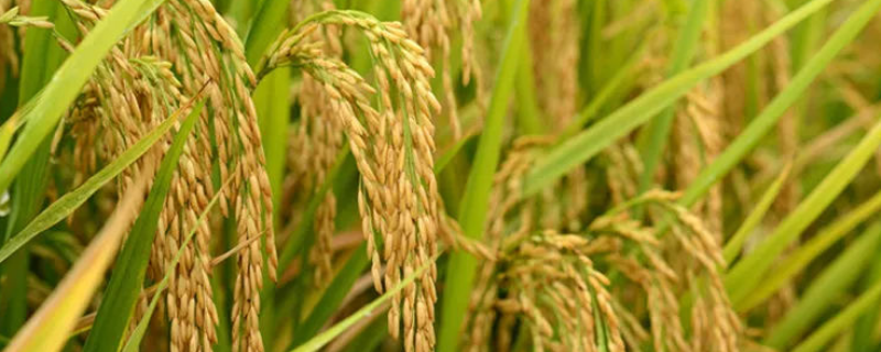 特优8689水稻种子介绍，每亩有效穗数13.6万