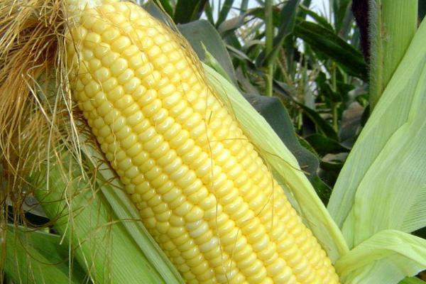 陵单6号玉米种子特征特性，出苗至成熟116～141天