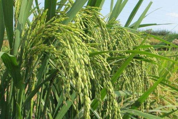 永3优华占水稻品种的特性，稻瘟病区种植要注意防治稻瘟病