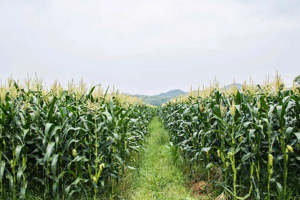 陵单6号玉米种子特征特性，出苗至成熟116～141天