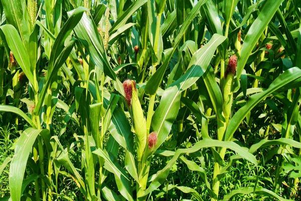 辉煌99玉米种子特征特性，在区试3000株/亩密度下