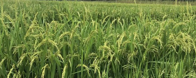 特优6788水稻种子简介，注意防治各种病虫害