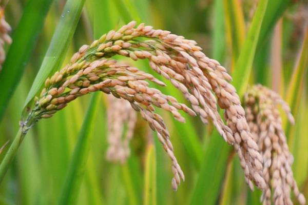 五优新华粘水稻品种的特性，全生育期早稻119.0天