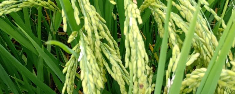 科德优118水稻种子简介，每亩有效穗数17.4万