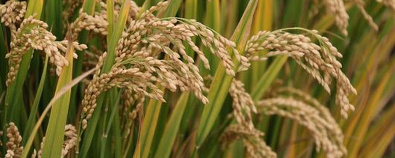五优6133水稻品种简介，每亩施纯氮12千克左右