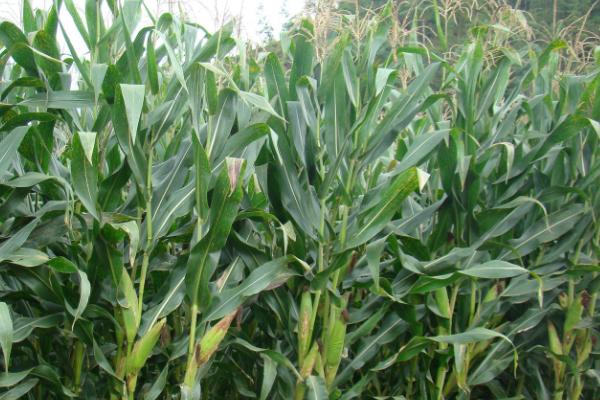 荆恒一号玉米品种简介，亩植密度3300株左右