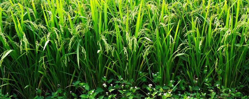 CY优228水稻种子特征特性，抗性评价中抗