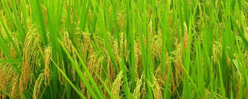 渝豪优609水稻品种简介，全生育期143～172天