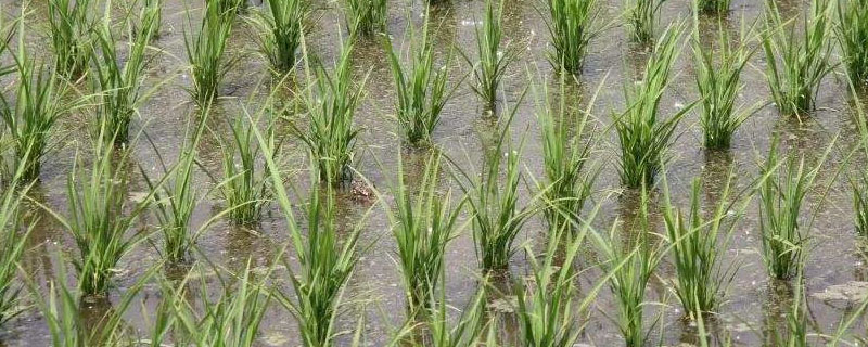 西大5优16水稻种子特征特性，注意防治稻瘟病
