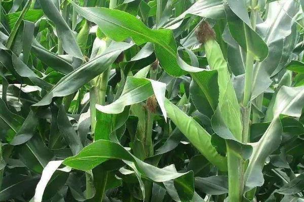 显玉898玉米种子特征特性，注意防治丝黑穗病和茎腐病