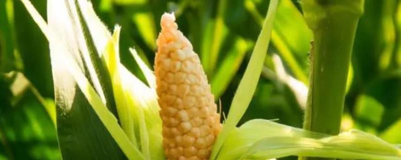 荣玉1608玉米品种的特性，生育期117.2天