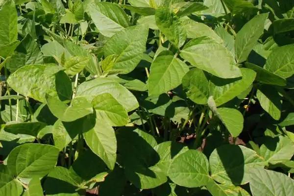 贡夏豆12大豆种子介绍，该品种属高蛋白夏大豆品种