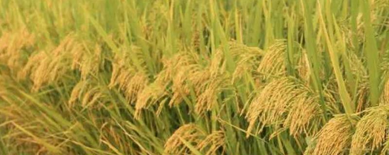雅5优2199水稻品种的特性，综合防治病虫害