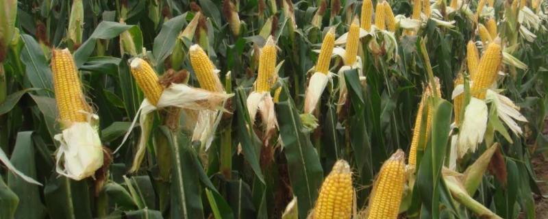 金福玉66（区试名称：裕丰176）玉米种子简介，结合每亩施尿素20千克