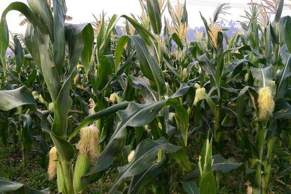 贵卓玉806（区试名称：ZH1706）玉米品种的特性，中抗灰斑病