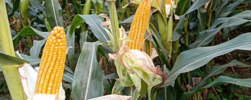 金辉玉809玉米种子特征特性，大喇叭口期防治玉米螟