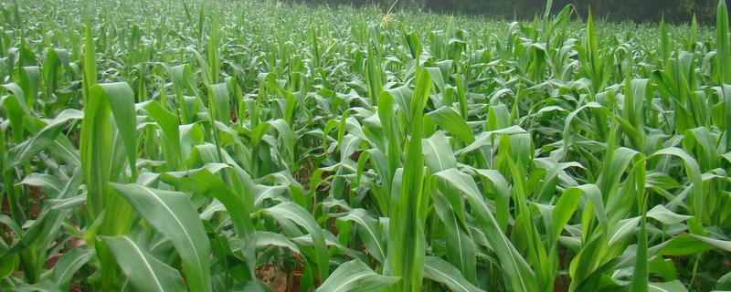 农单998（区试名称：LB172）玉米种子特点，苗期防治地老虎