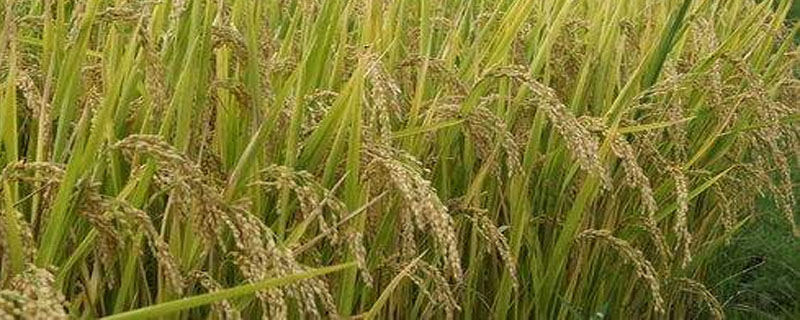 江两优68水稻品种的特性，每亩1.2~1.5万穴