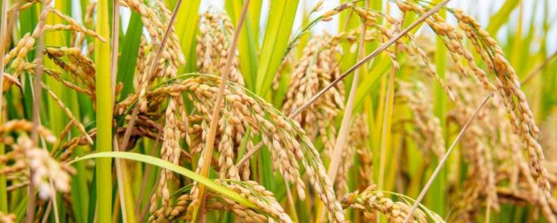 泰优和占水稻种子简介，全生育期为157天