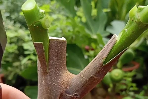 成活率高的嫁接方法，有芽接法、劈接法、插皮接法等