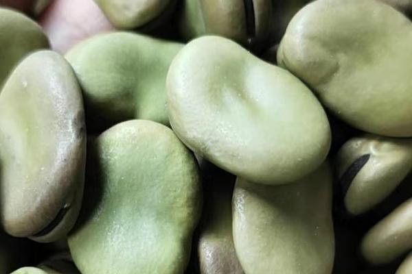 蚕豆的种植方法，春播一般在3月中下旬至4月上旬播种