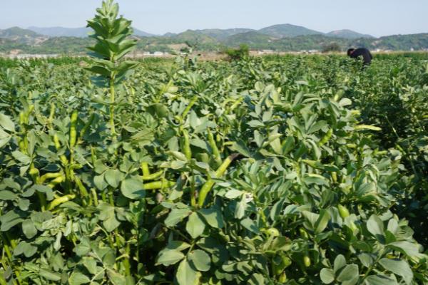 蚕豆的种植方法，春播一般在3月中下旬至4月上旬播种