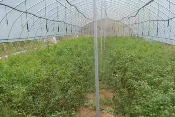 怎么种植独活，可采用直播或根芽繁殖的方式