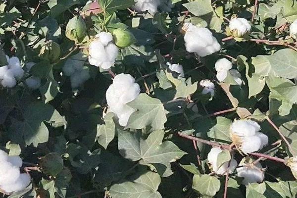 棉花的整枝技巧，包括常规整枝、免整枝和简化整枝等
