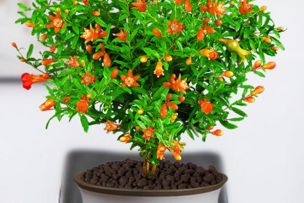石榴花盆栽的养殖方法，使用比较浅的花盆来养殖