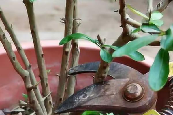石榴花盆栽的养殖方法，使用比较浅的花盆来养殖