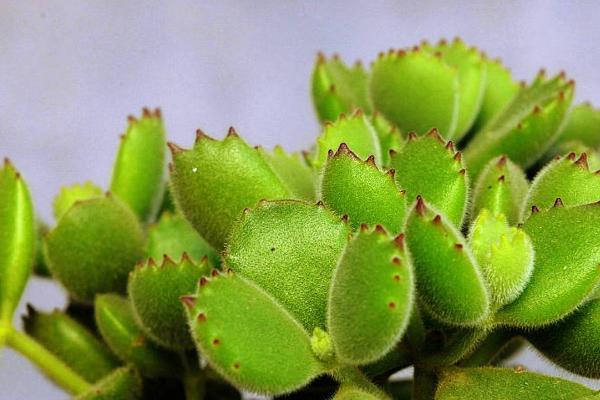 多肉熊童子如何种植，在春秋季节进行种植为佳