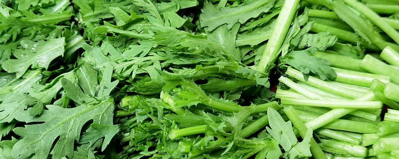 怎么摘茼蒿，有12-13片真叶时进行采收