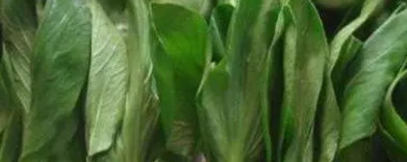 油菜的播种时间，南方地区一般在9-11月份播种