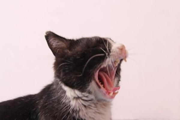 猫咪为什么会突然哈气，可能是感觉周围的环境和事物对它有威胁