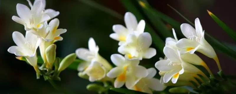 香雪兰花有没有毒，属于无毒植物可以养在室内