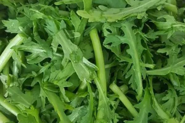 怎么摘茼蒿，有12-13片真叶时进行采收