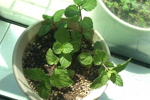 种薄荷适合用什么土壤，以疏松肥沃、透气且具有良好排水性的土壤为宜