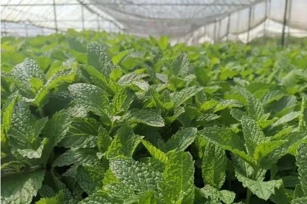 种薄荷适合用什么土壤，以疏松肥沃、透气且具有良好排水性的土壤为宜