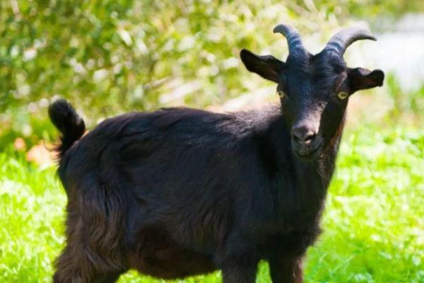 黑山羊有哪些常见品种，主要有大别山黑山羊、乐至黑山羊等7个品种