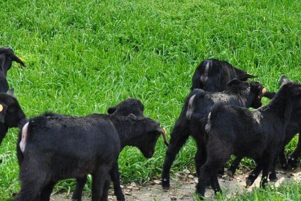 黑山羊有哪些常见品种，主要有大别山黑山羊、乐至黑山羊等7个品种