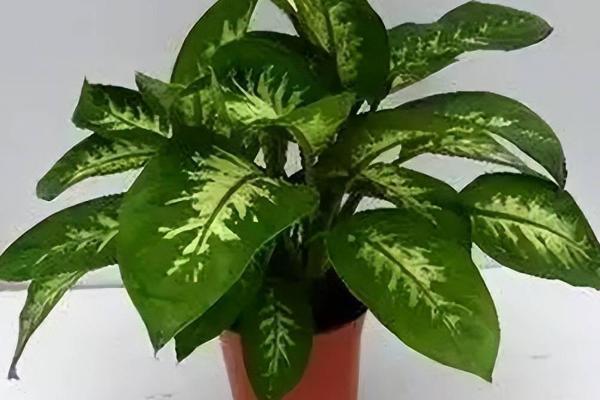万年青如何养殖，每隔15天施一次腐熟的有机液肥