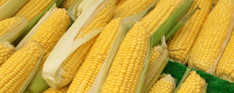 庆玉707玉米种子特点，种植密度每亩4500株