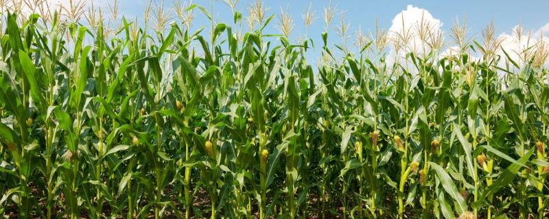 先单3号玉米品种简介，种植密度每亩4500株