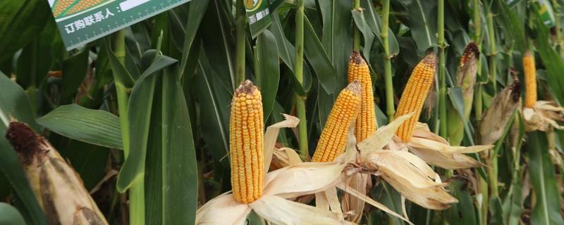强盛388玉米种子特征特性，全生育期灌水3-4次