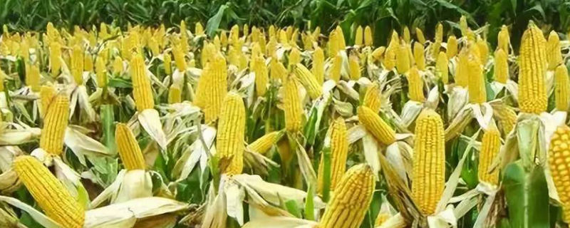 DF636玉米种子特征特性，全生育期灌水3-4次