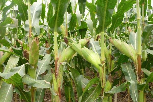 东单1331玉米种子介绍，种植密度4500株/亩